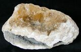 Fossil Clam Fossil with Calcite Crystals - Florida #14725-1